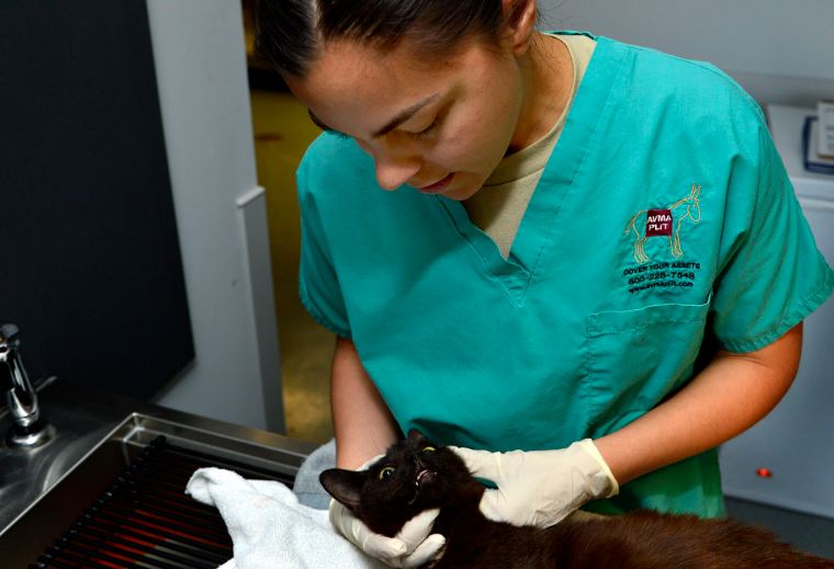 A vet in scrubs gently examining a black cat