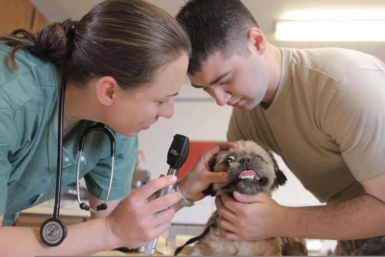 Two vets gently examining a small dog's ear