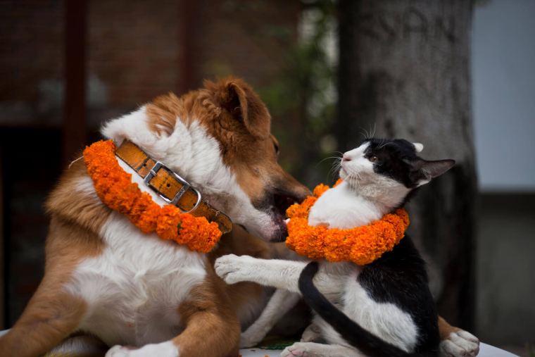 A dog and a cat wearing marigold garlands together