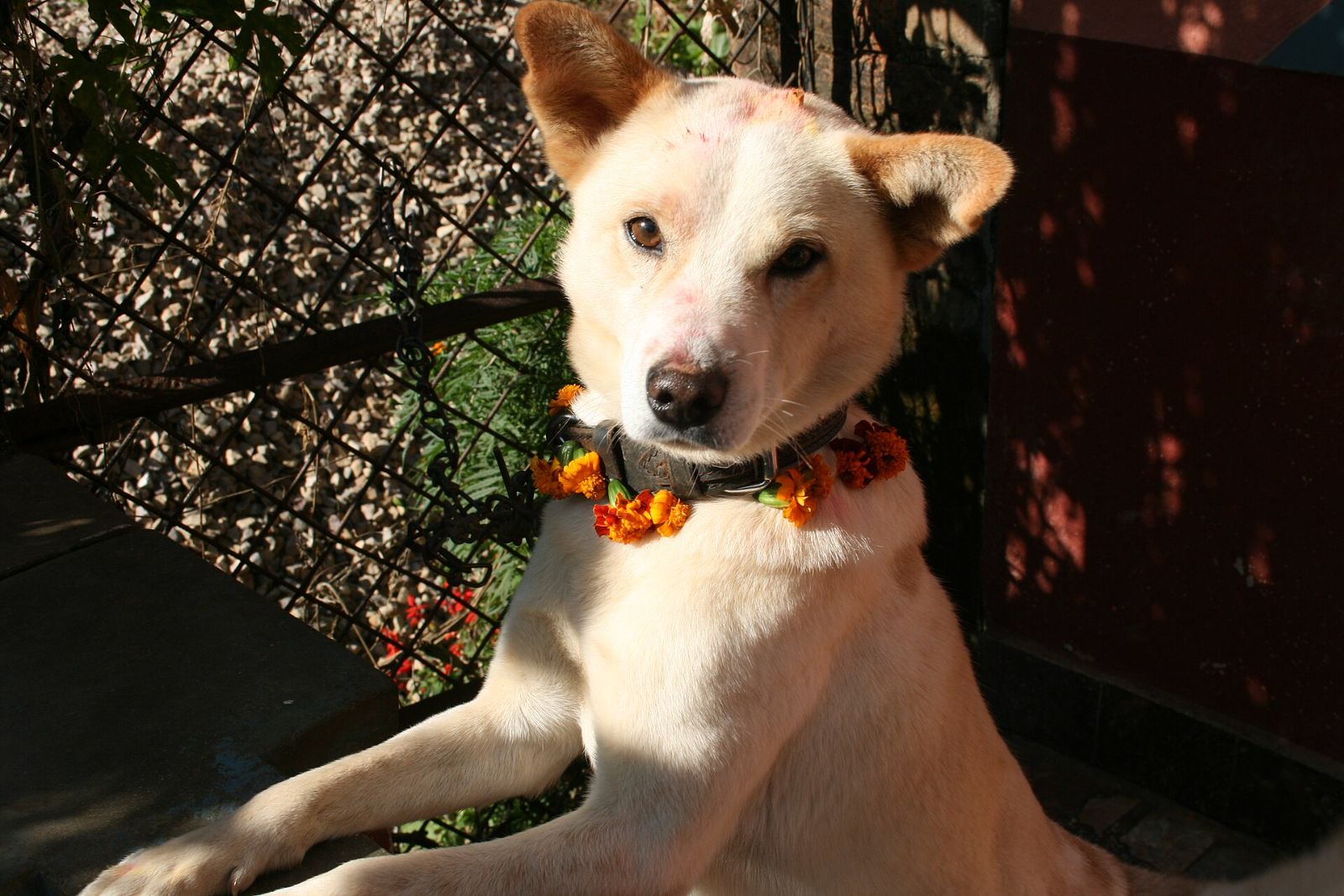 A happy dog wearing a marigold garland for Kukur Tihar