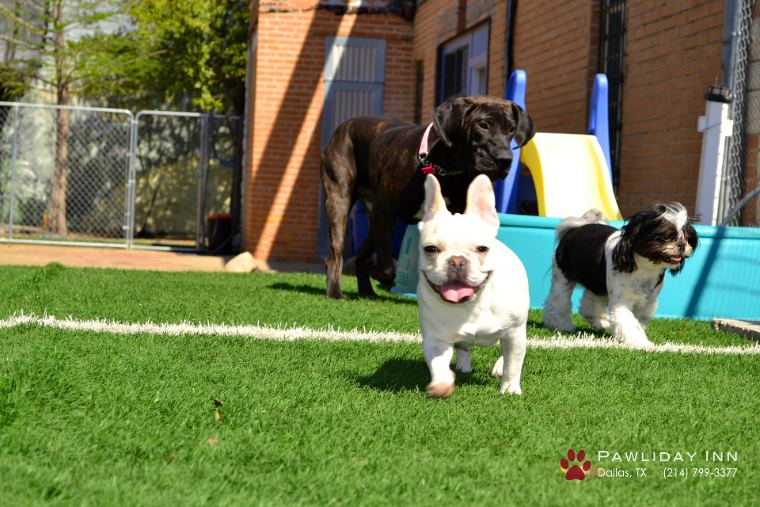 Dogs playing together on artificial grass at a pet resort