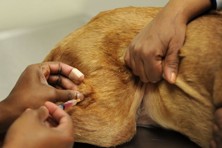 A vet giving a dog its vaccination