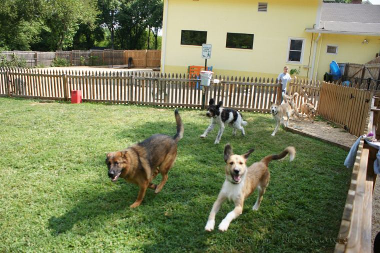 Two dogs running across a grassy play yard